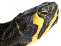 determination-espece-tortue determination-espece-tortue